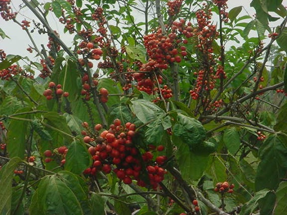 Guaraná